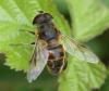 Eristalis tenax